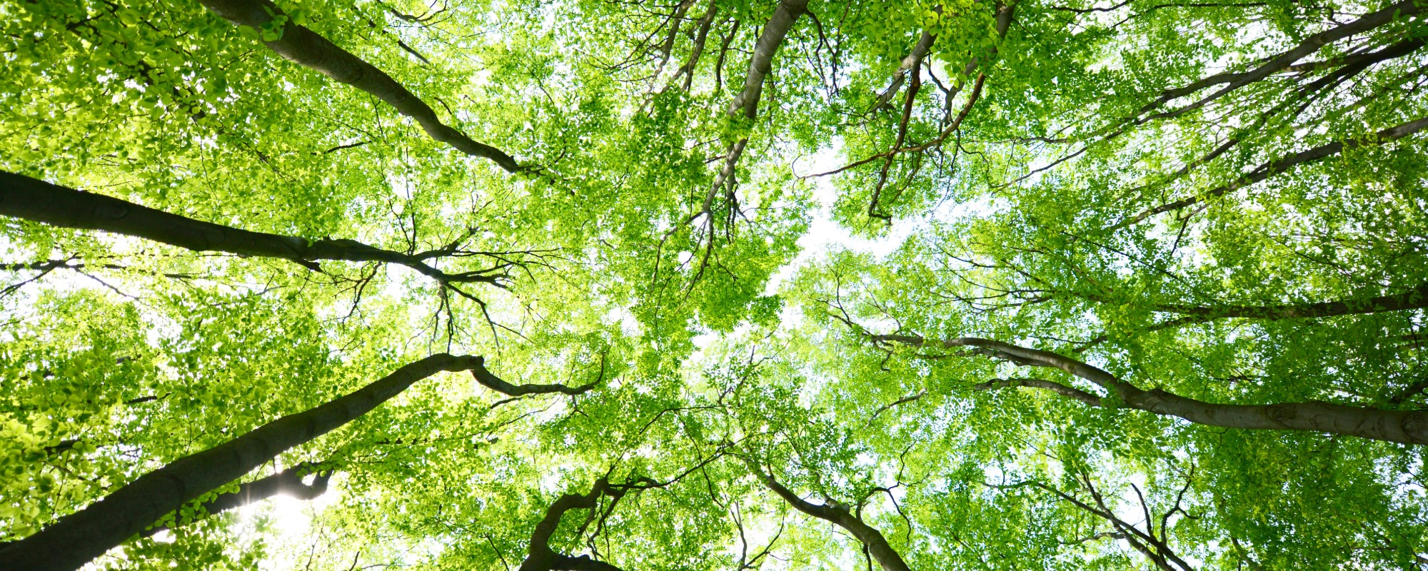 Community Education Classes Identifying Native Trees