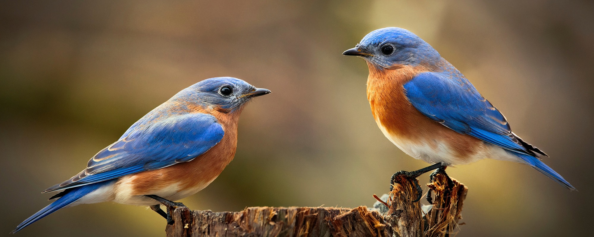 Community Education Classes Bird Identification For Beginners